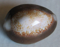 Cypraea caputserpentis argentata, Dautzenberg & Bouge, 1993