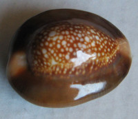 Cypraea caputserpentis Linnaeus, 1758