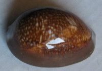 Cypraea caputdraconis   Melvill, 1888