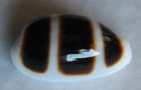 Cypraea asellus  Linnaeus, 1758