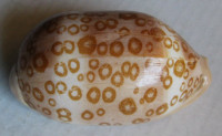 Cypraea argus contrastriata  (Perry, 1811)