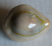 Cypraea annulus dilatissima, Lorenz, 2017