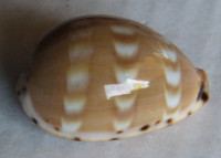 Cypraea ziczac misella (Perry, 1811)