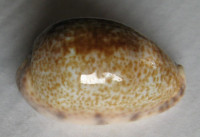 Cypraea zonata  Gmelin, 1791