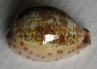 Cypraea zonata Gmelin, 1791