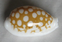 Cypraea cribraria zadela northi  Iredale, 1939