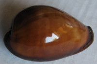Cypraea adusta  (Lamarck, 1810)