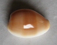Cypraea artufelli  Jousseaume, 1876