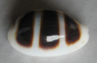 Cypraea asellus,  Linnaeus, 1758