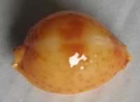 Cypraea bistrinotata, Schilder & Schilder, 1937