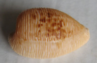 Cypraea capensis, Gray, 1828