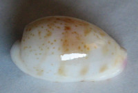 Cypraea hammondae raysummersi 2)   Schilder, 1960