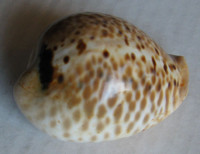 Cypraea mus, Linnaeus, 1758
