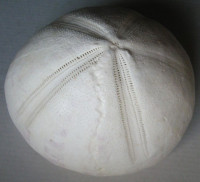 Plesiozonus diomedeae Mortensen, 1948   GIANT