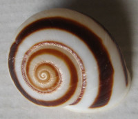 Ampelita madecassina , Ferussac,1822
