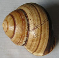 Cochlostyla pan, (Broderip, 1841)