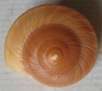 Dyakia rumphii,  von Dem Busch, 1842 