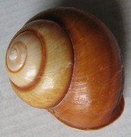 Cochlostyla (Axina) magistra gloynei G. B. Sowerby III, 1889