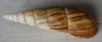 Paraclavator obtusatus (Gmelin, 1791)