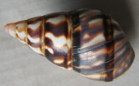 Liguus sanctamariae, Sanchez Roig, 1951