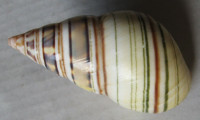 Liguus santamariae, Sanchez Roig, 1951