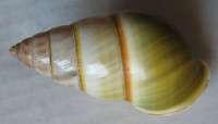 Amphidromus arlingi 2) Thach, 2017