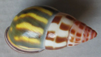 Amphidromus cruentatus 1)  Morelet, 1875