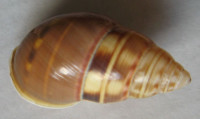 Amphidromus filozonatus  (von Martens, 1867)