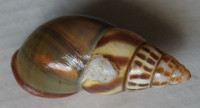 Amphidromus fuscolabris, Mollendorff, 1898