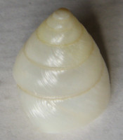 Sasakina plesseni, Rensch, 1938