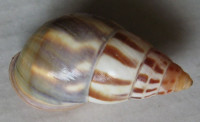 Amphidromus latestrigatus  (Schepman, 1892)