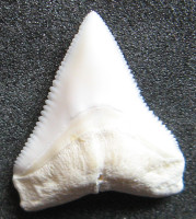 Žralok bělavý  Carcharhinus leucas - Bull shark 