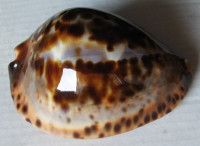 Cypraea jeaniana f. sherylae, Raybaudi, 1990