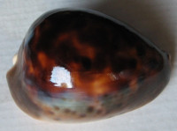 Cypraea venusta sorretensis 1)   Schilder, 1963