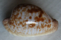 Cypraea coronata, Schilder, 1930
