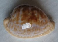 Cypraea coronata debruini 1)  Lorenz, 2002