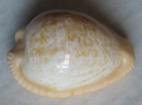 Cypraeovula sphaerica Lorenz, 2002