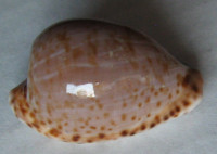 Cypraea mikeharti , Lorenz, 1985