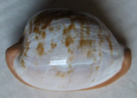 Cypraea fuscorubra elsorum  Lorenz & Liltved, 2002 NEW subsp.