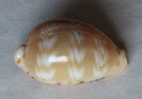 Cypraea ziczac yzac  Meyer & Lorenz, 2017