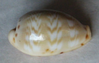 Cypraea ziczac yzac  Meyer & Lorenz, 2017