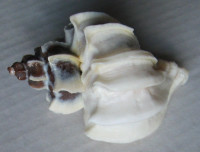 Trophon geversianus lamellosa  Castellanos, 1993