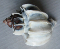 Trophon geversianus lamellosa 1)   Castellanos, 1993