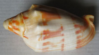 Cymbiola deshayesi  Reeve, L.A., 1855