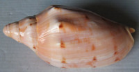 Cymbiola malayensis  Douté & Bail, 2000