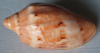 Cymbiola malayensis  Douté & Bail, 2000