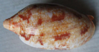 Cymbiola rutila ruckeri 1)   (Crosse, 1867)