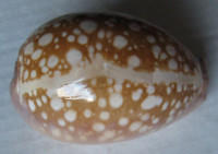 Cypraea nivosa , Broderip, 1837