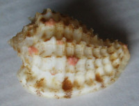 Morum watanabei, Kosuge, S., 1981
