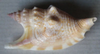 Strombus vomer, Röding, 1798